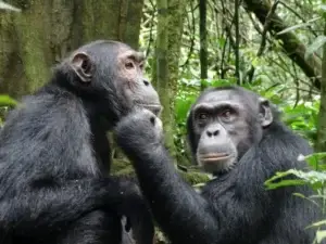Chimpanzee tracking safari tour in Kibale Forest showing a wild primate in its natural habitat.