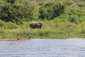 Wildlife on Best fishing in Uganda by Peter's Fishing Tours