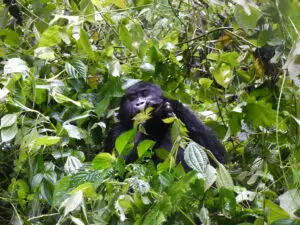 Bwindi gorilla trekking Fishing & Gorilla Trekking in Uganda luxury gorilla trekking Uganda