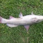 Silver barbel caught on Semliki River