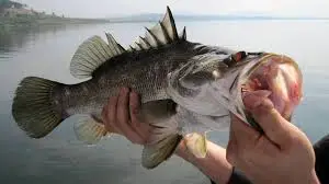 A fisherman battling a trophy Nile Perch on a heavy-duty rod while sport fishing in Entebbe, Uganda