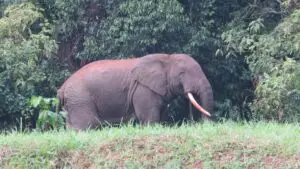 A majestic Kibale Forest elephant grazing on dense tropical foliage, viewed from the safe boundaries of the grassy lawns at Little Monkey Camp