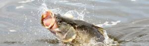 Customized Fishing on Lake Victoria