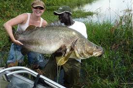 Nile perch off shore fishing by Peter's fishing tours