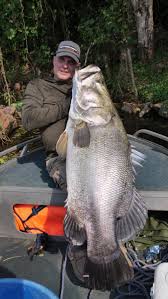 An angler cradles a large Nile perch in the shallow waters of Lake Victoria before releasing it