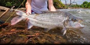 "A local guide netting a Tigerfish on the Congo River. Tiger Fishing Safaris in Congo