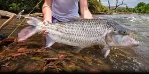 Angler holding a razor-toothed Tigerfish caught during a sport trip for tiger fishing in Congo