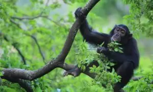 Chimpanzee tracking safari tour in Kibale Forest showing a wild primate in its natural habitat.