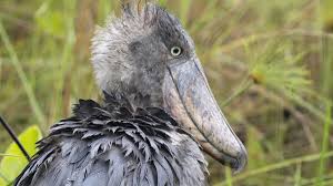 shoebill by Peter's Fishing Tours
