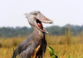 A large, grey shoebill stork standing completely still among the green papyrus reeds of Mabamba Swamp in Uganda