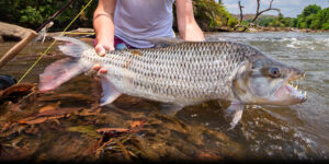 Tour operator for Trophy Tiger Fishing and Gorilla safari in Uganda extreme fishing charter