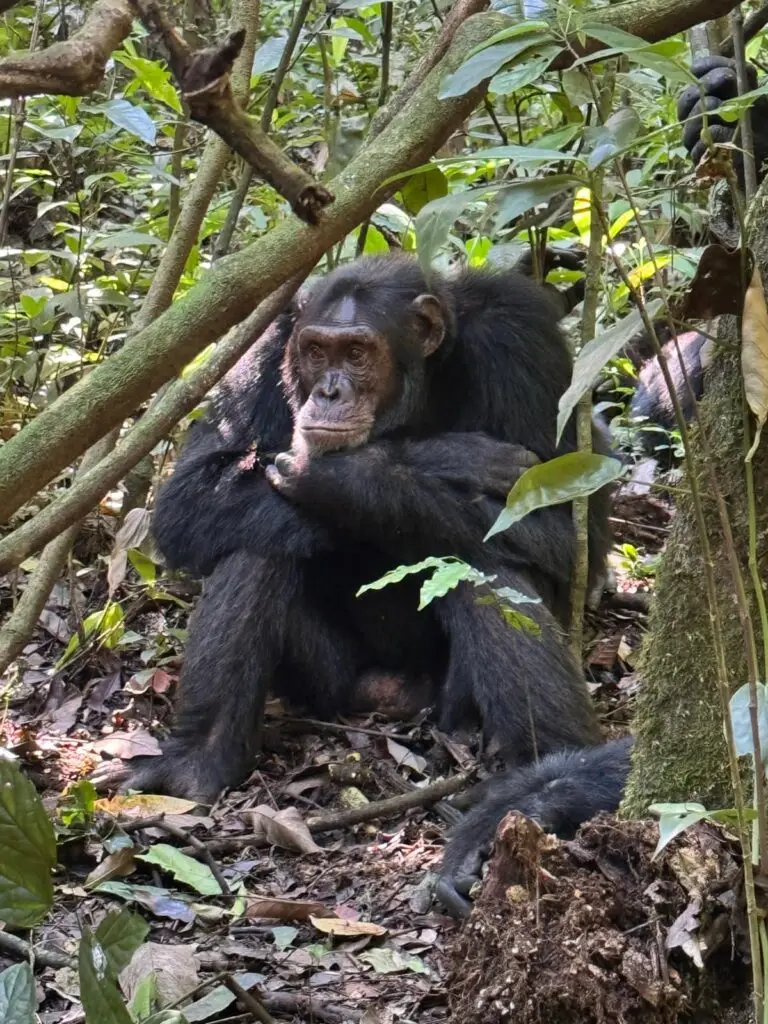 Chimpanzee tracking safari tour in Kibale Forest showing a wild primate in its natural habitat on a budget chimp trekking experience Uganda fishing and Chimpanzee safari Regular Visits by Wild Chimps at Little Monkey Camp