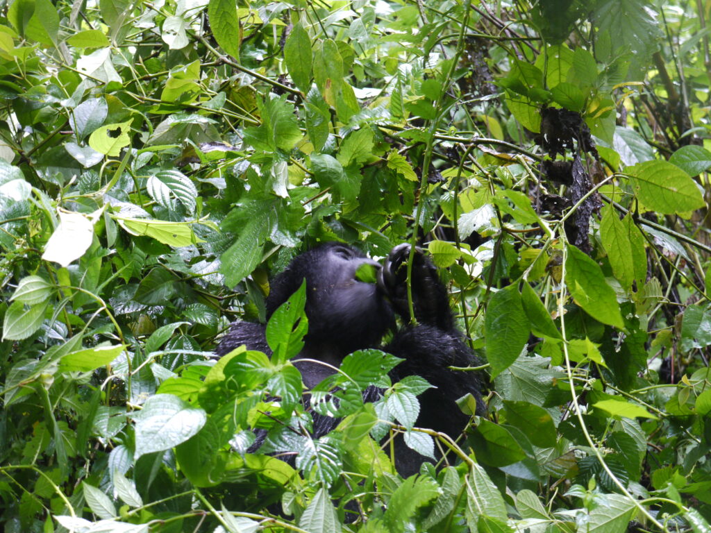 5-Day Gorilla Trekking 2027