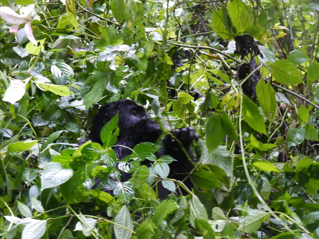Uganda Gorilla Trekking mistakes 2027