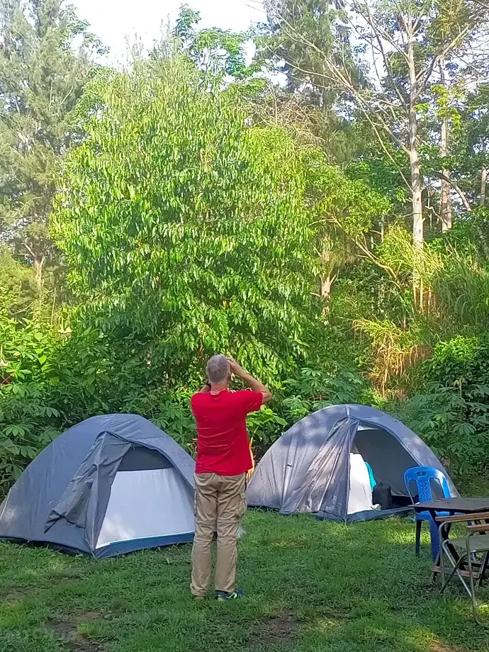 Kibale Forest Camping | Camp at the Forest Edge Camping tents under trees at Little Monkey Camp, the best camping site at Kibale Forest.