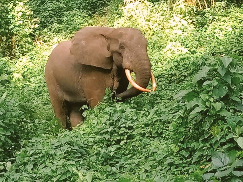 A wild forest elephant standing near the dense jungle tree line at Little Monkey Camp in Kibale