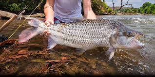 Angler holding a razor-toothed Tigerfish caught during a sport trip for tiger fishing in Uganda best tiger fishing