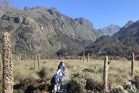 Rwenzori Climbing Tours Uganda | Summit Margherita Peak Climbers heading to the peak of Rwenzori mountains