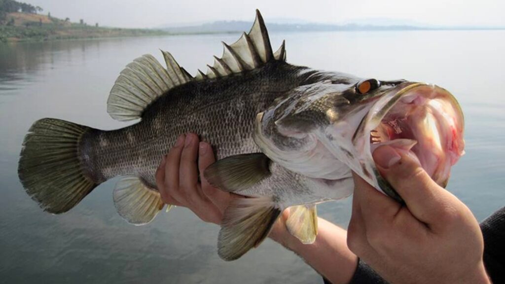 Sign Language Fishing Safaris Customized Fishing & Gorilla Tours in Uganda | Wildlife Adventures Luxury Gorilla Trekking & Fishing Tours Uganda | Custom Safaris Fishing in Uganda Half-Day Fishing trip on Victoria