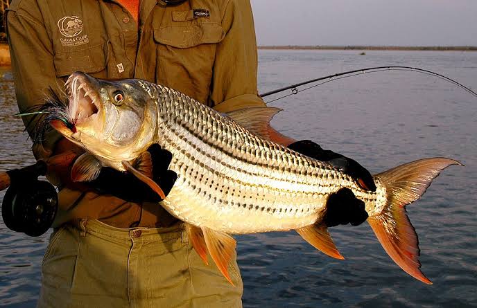 Fishing in Murchison Falls Obtain a Fishing Permit in Uganda | Fishing Tours