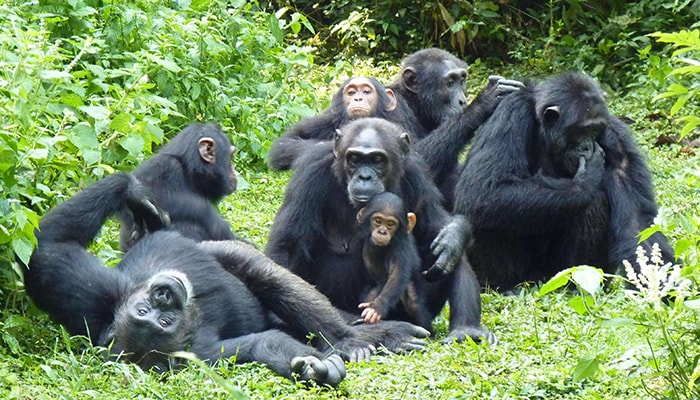 ACCOMMODATION kibale chimps 1