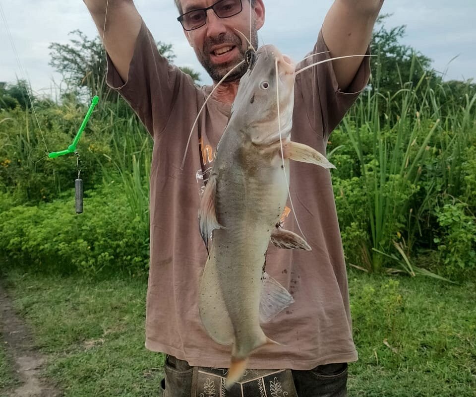 silver barbel