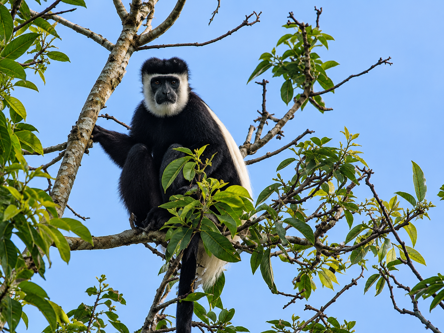 Black-and-white colobus monkey near Little Monkey Camp and Kibale Forest