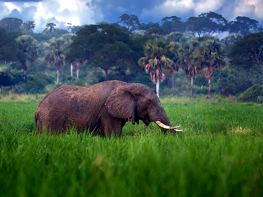 Nile River Fishing Safaris in Uganda | Peter’s Fishing Tours Wildlife seen during Nile River fishing safaris in Uganda with Peter’s Fishing Tours