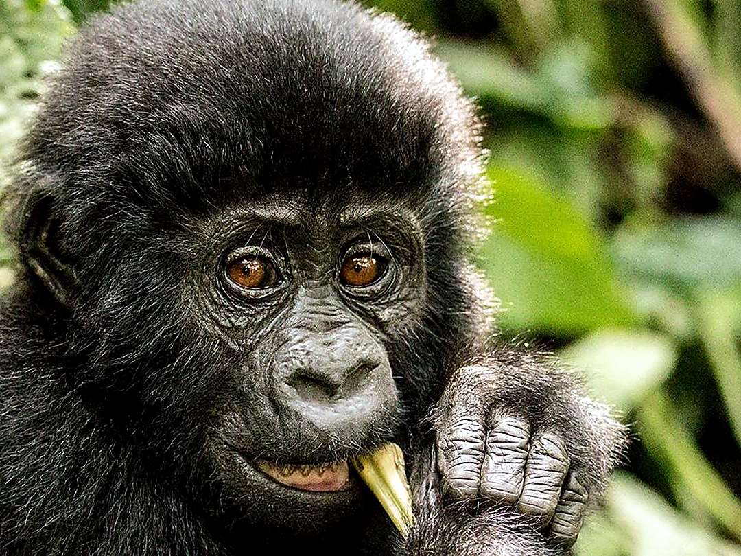 Murchison Falls Fishing | Nile Perch Fishing Safaris Fishing and gorilla trekking safari in Uganda – Nile perch fishing and mountain gorilla adventure