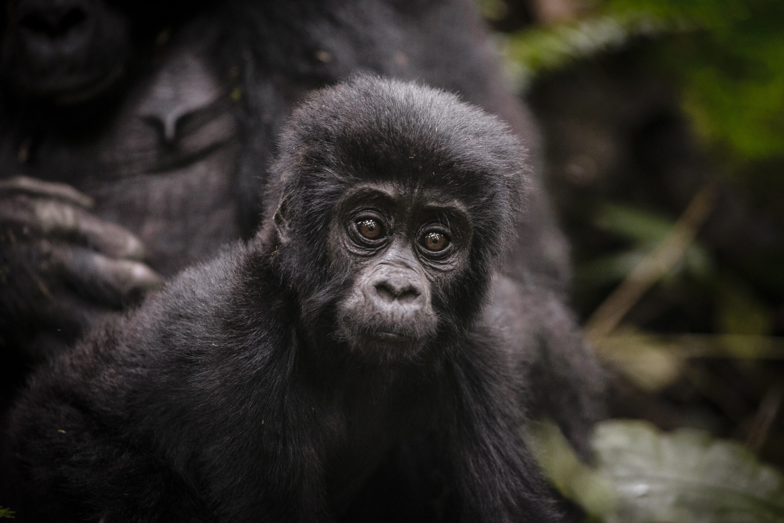 5 Day Uganda Fishing Safari – Lake Victoria & Murchison Falls Fishing Fishing & Gorilla Trekking Tours Uganda | Peter’s Fishing Tours