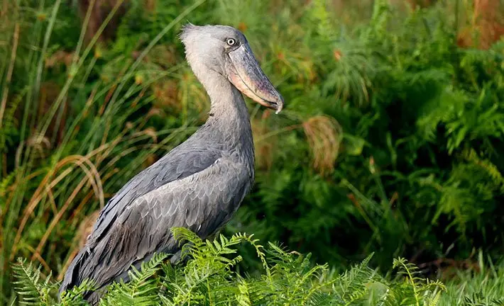 Fishing and Shoebill Safari on Lake Victoria mabamba shoebill stork day trip Fishing and shoebill safari on Lake Victoria with Peter’s Fishing Tours in Uganda