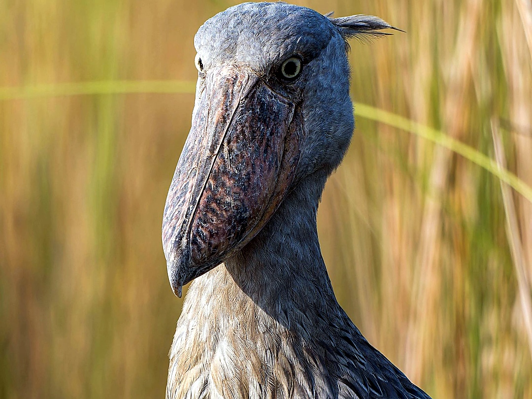 Nile River Fishing Safaris in Uganda | Peter’s Fishing Tours Nile River fishing and shoebill experience combining Nile perch fishing with shoebill birdwatching in Uganda