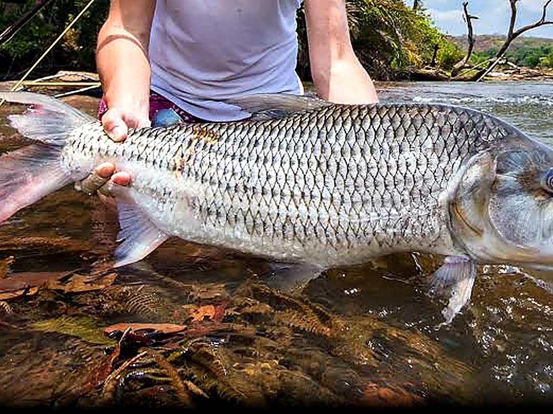 Nile River Fishing Safaris in Uganda | Peter’s Fishing Tours Tigerfish fishing on the River Nile in Uganda with Peter’s Fishing Tours