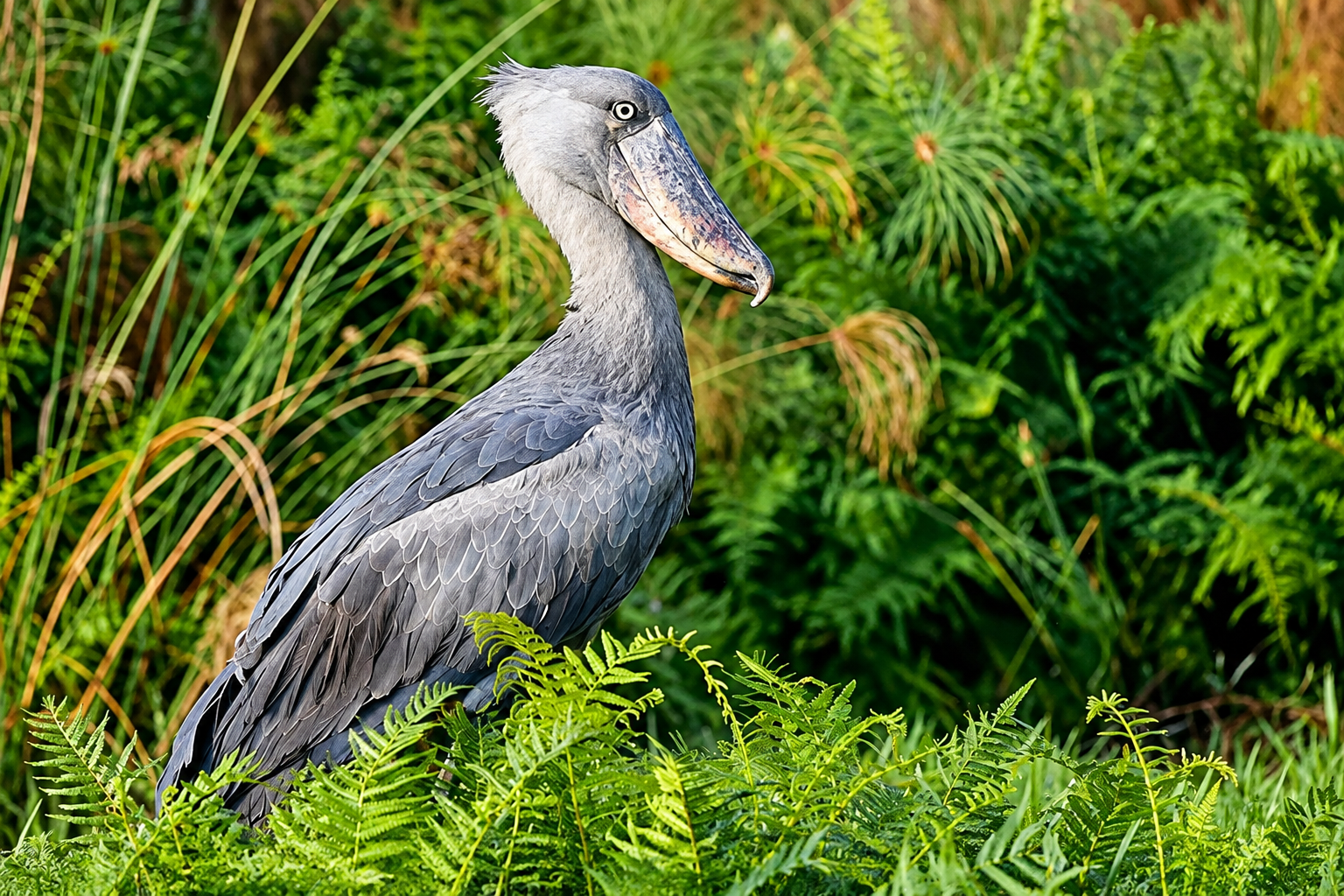 Shoebill standing among lush green wetland vegetation during a Uganda birdwatching safari.